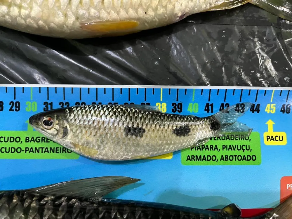Homens são presos com peixes abaixo do tamanho permitido no Rio Paraná